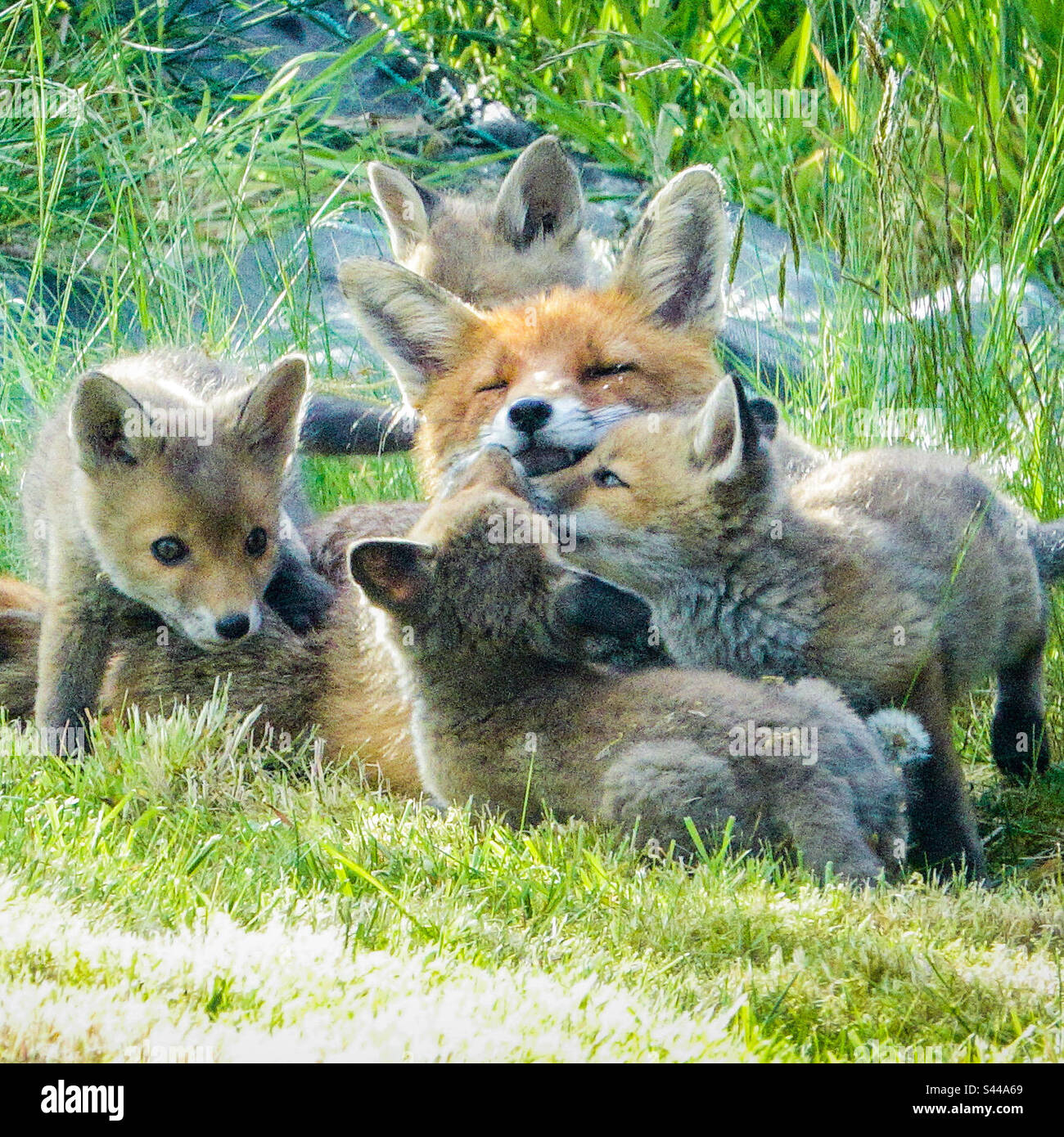 City foxes - Un jeu de vixen « riant » avec ses quatre petits renards à l'extérieur de leur coin-détente dans un jardin de banlieue de Clarkston, en Écosse Banque D'Images