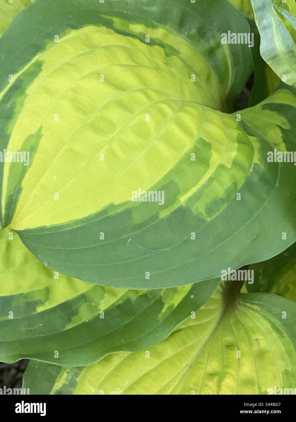 Couleurs vert et jaune au jardin de Krider Banque D'Images