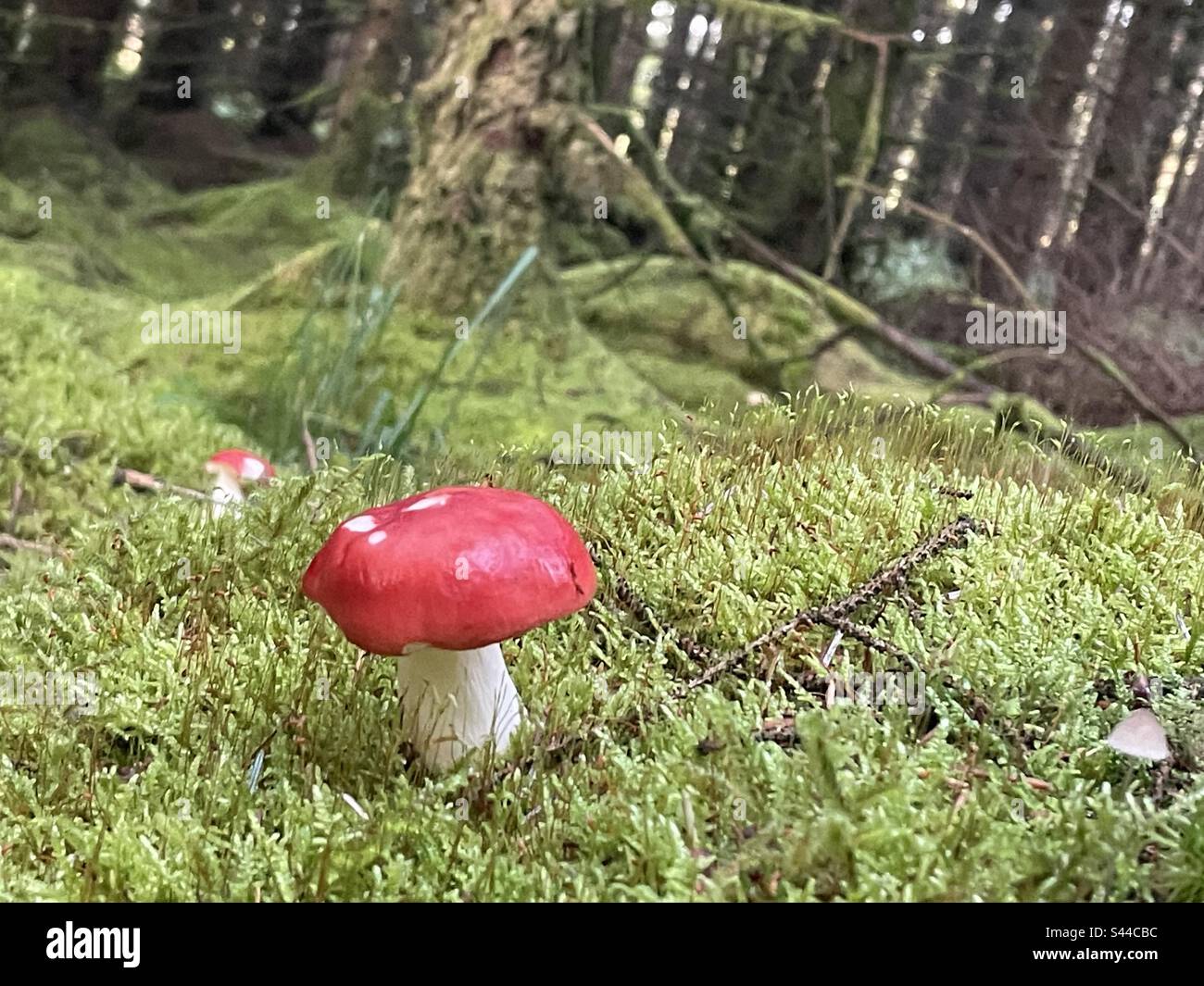 Champignons rouges et blancs dans le fond de la forêt irlandaise - mousses, arbres, champignons Banque D'Images