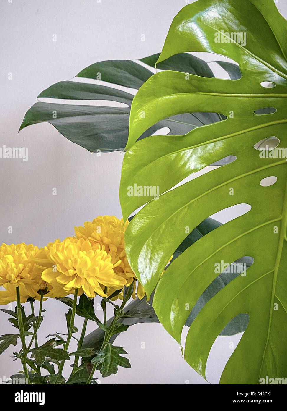 Gros plan de la plante à fleurs de chrysanthème jaune à côté de la grande feuille de monstère déliciosa, nouvellement non furée, vert clair. Nuances de vert et de jaune. Banque D'Images