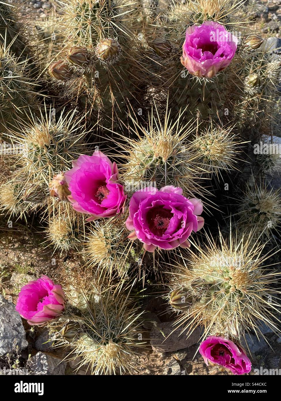 Cactus en fleurs, cactus de hérisson de fraise, fleurs roses, longues épines, désert de Sonora, Phoenix Mountains Preserve, Arizona Banque D'Images