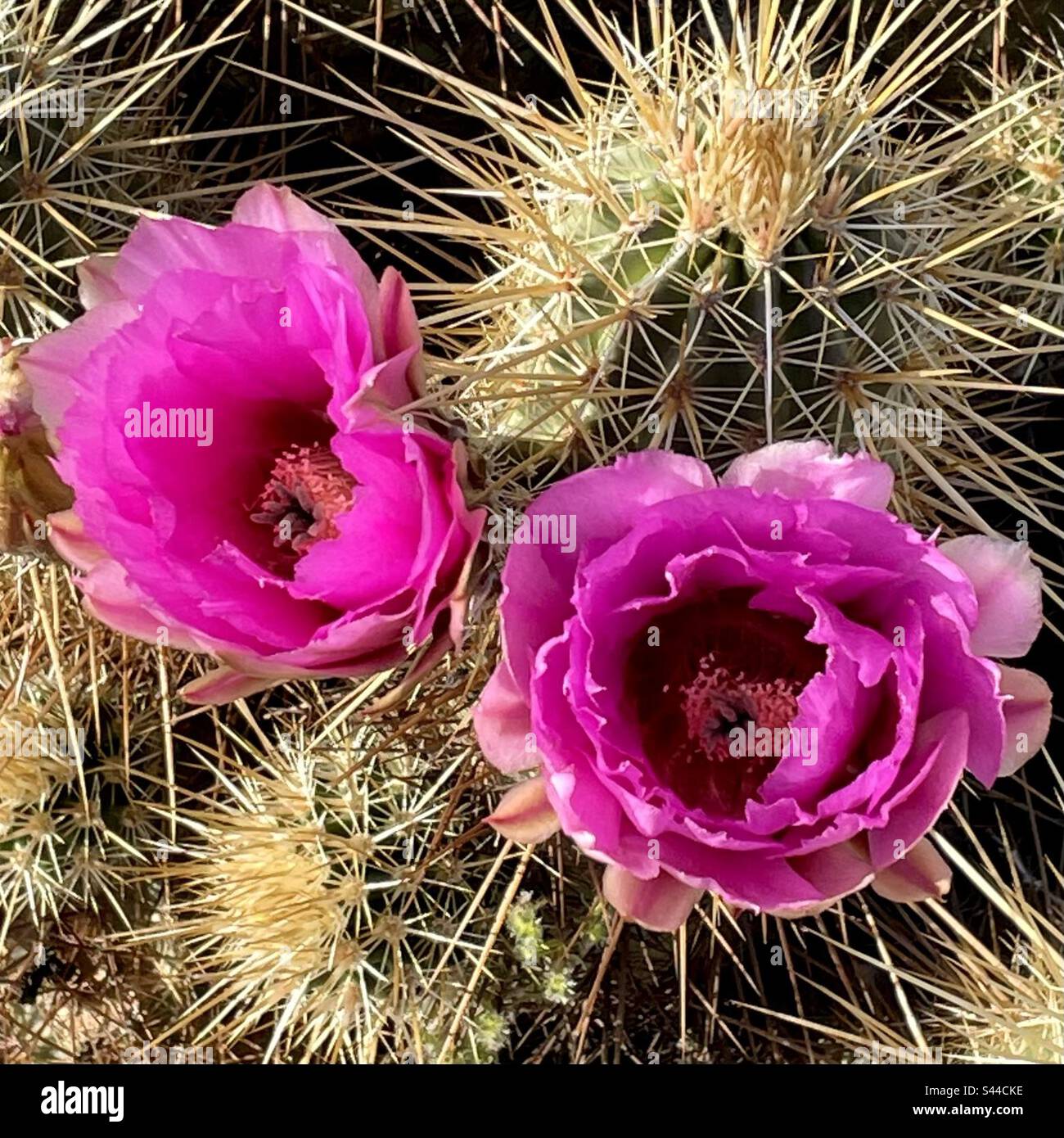 Cactus en fleurs, cactus de hérisson de fraise, fleurs roses, longues épines, désert de Sonora, Phoenix Mountains Preserve, Arizona Banque D'Images