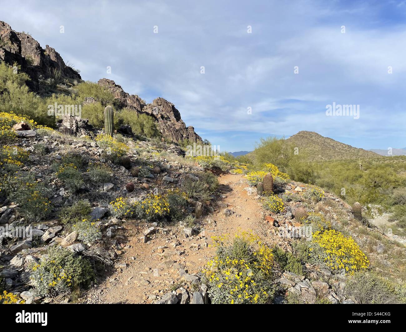 Réserve des montagnes de Phoenix, piste de randonnée de 40th rues, sentier de randonnée et de vélo, Bush fragile aux fleurs jaunes, désert de Sonoran, Arizona Banque D'Images
