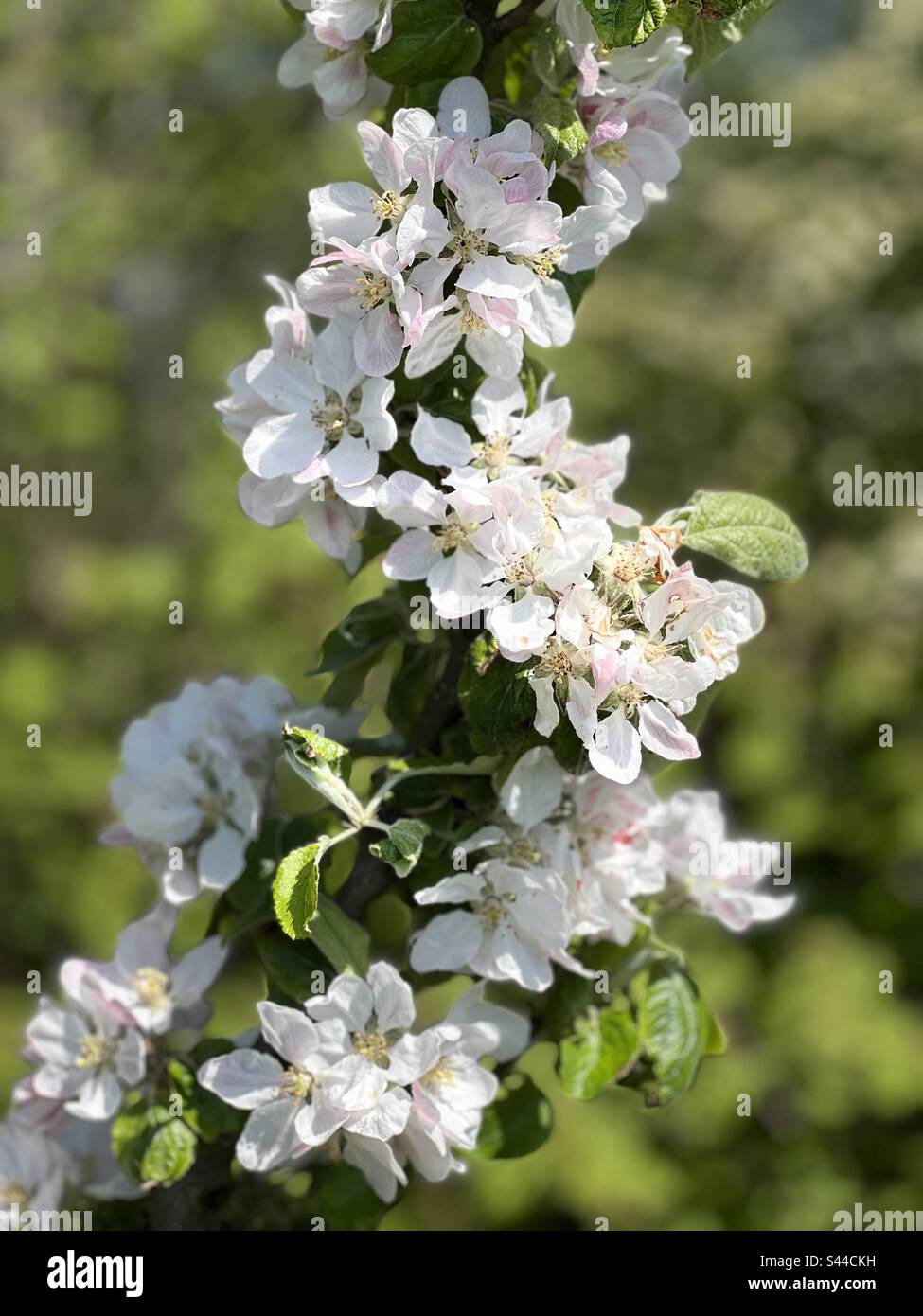 Apple Blossom Banque D'Images