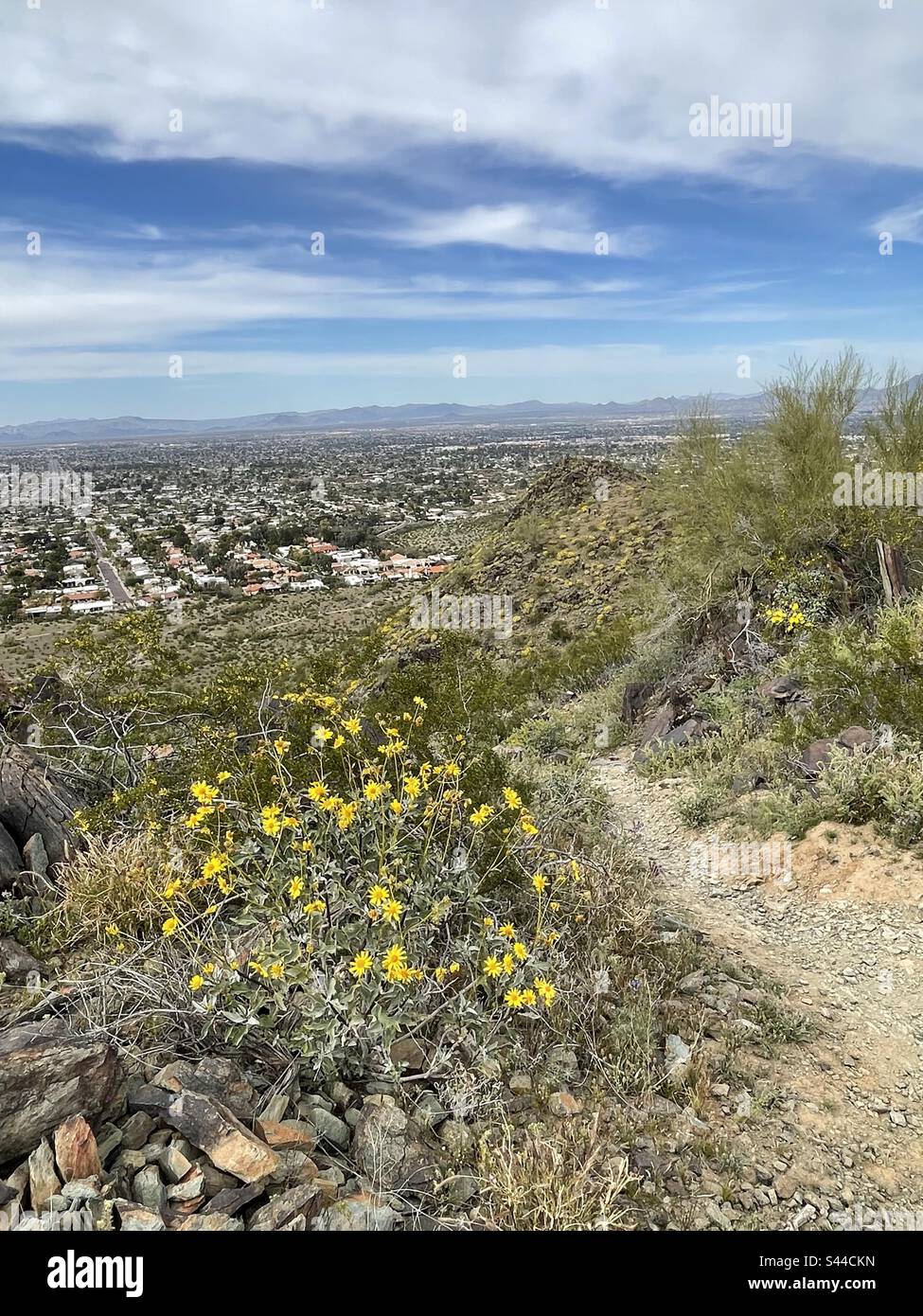 Réserve des montagnes de Phoenix, 32nd rues de route, banlieue nord de Phoenix, buissons créosotes jaunes, buissons cassants à fleurs jaunes, désert de Sonoran, Arizona Banque D'Images