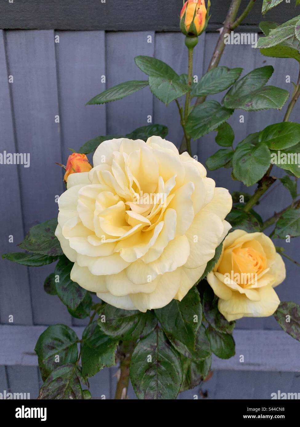 Magnifique rosier jaune avec une grande fleur, des feuilles et des bourgeons avec clôture grise derrière. Banque D'Images