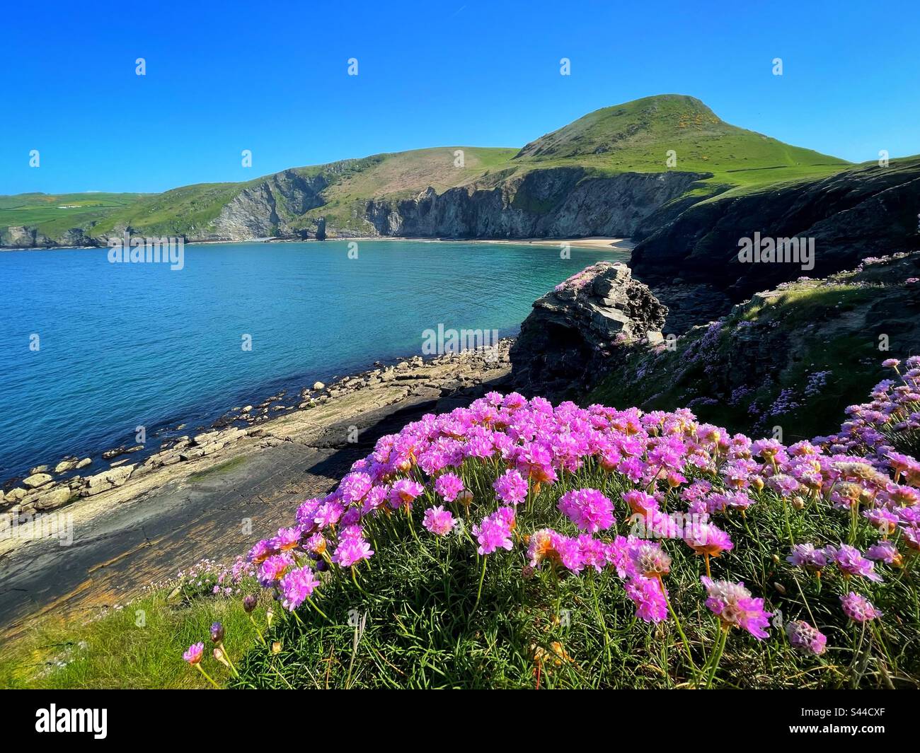 Ynys Lochtyn, près de Llangrannog, Ceredigion, dans l'ouest du pays de Galles, avec des roses marines ou des thrift (Armeria maritima). Banque D'Images
