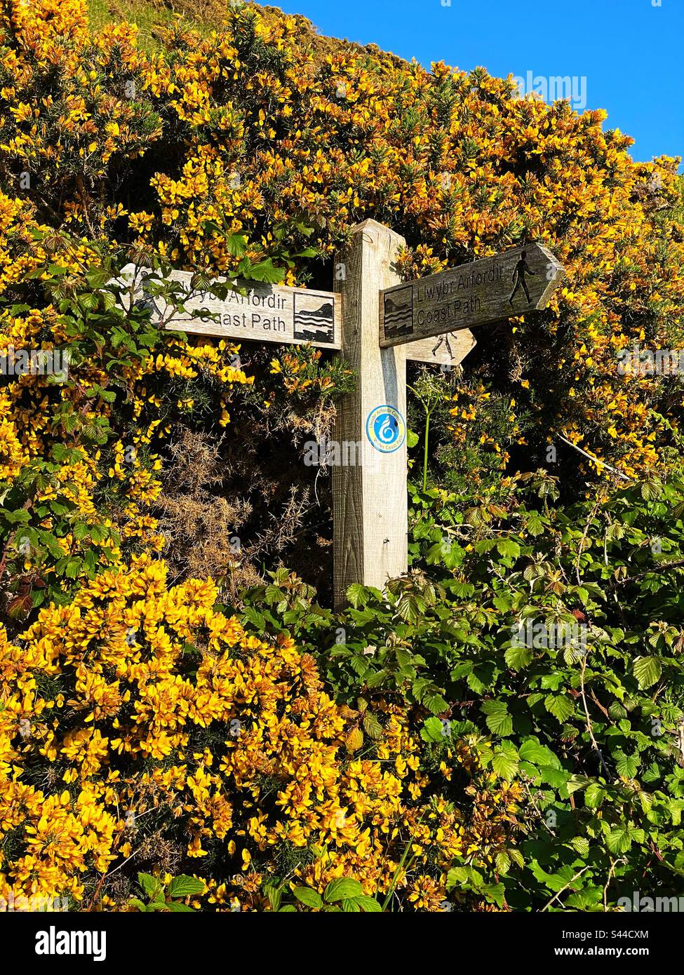 Panneau pour le sentier de la côte du pays de Galles, Ceredigion, dans l'ouest du pays de Galles, avec fleurs de gorge, mai. Banque D'Images