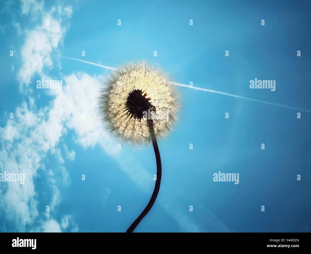 Tête de semence pissenlit rétro-éclairée par le soleil contre un ciel bleu Banque D'Images