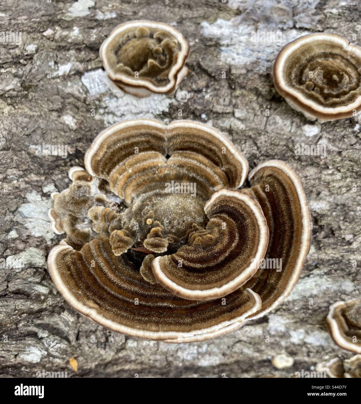 Ce sont les champignons des voiles de dinde et ils sont naturels antiviraux et prébiotiques qui est dit être un champignon de lutte contre le cancer. Banque D'Images