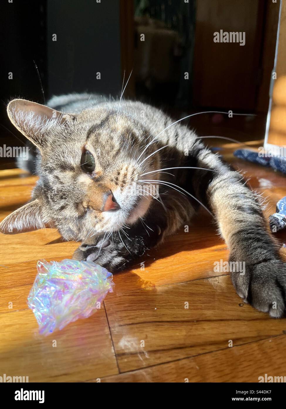 Un chat tabby avec un oeil, en posant dans un timbre de soleil sur le sol comme il joue avec une boule de crinkle Banque D'Images