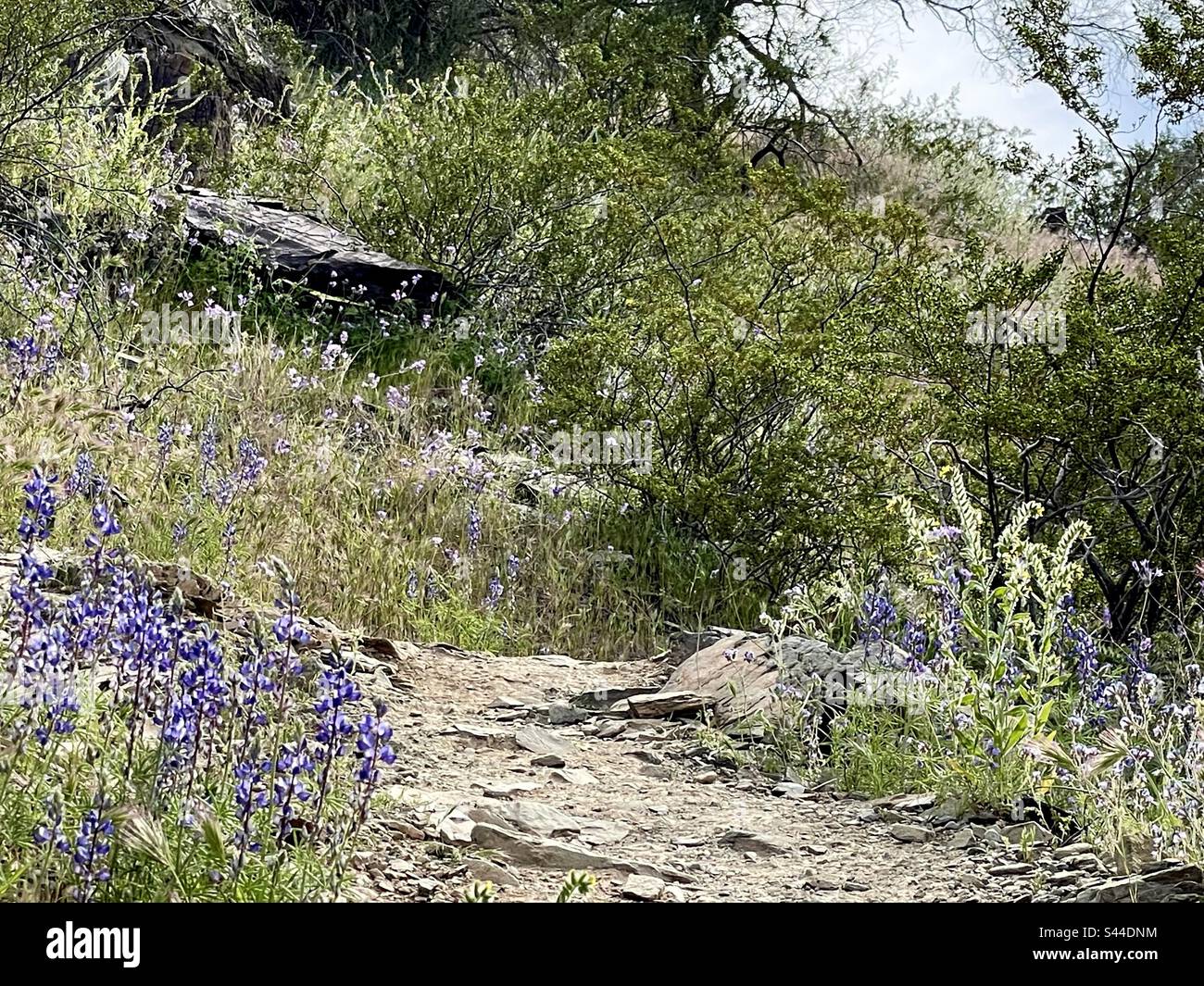 Sentier de réserve des montagnes de Phoenix au printemps, sentier bordé de lupin, fleurs sauvages, désert de Sonoran, Arizona Banque D'Images