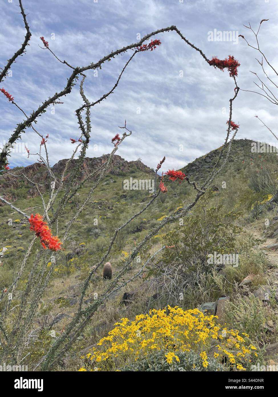 Sentier de réserve des montagnes de Phoenix au printemps, sentier bordé de buissons fragiles, cactus d'Ocotillo en fleurs rouges, fleurs sauvages, désert de Sonoran, Arizona Banque D'Images