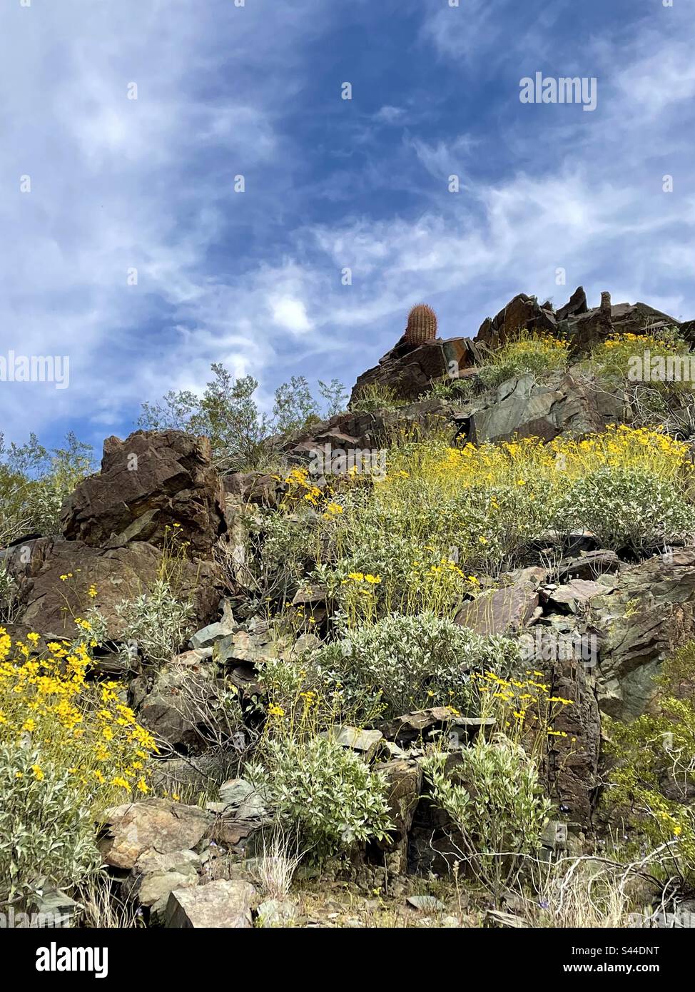 Les montagnes de Phoenix conservent au printemps, les buissons fragiles couvrent des pentes rocheuses, jaune brillant parmi les rochers déchiquetés, les fleurs sauvages, le désert de Sonoran, Arizona Banque D'Images