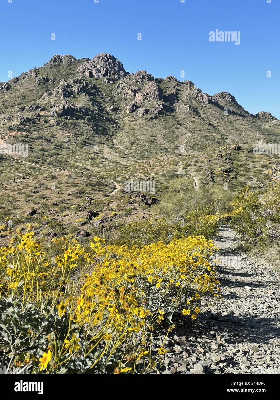 Les montagnes de Phoenix conservent le sentier au printemps, buissons fragiles couvrent des pentes rocheuses, jaune brillant parmi les rochers déchiquetés, fleurs sauvages, désert de Sonoran, ciel bleu vif, pic Piestewa, Arizona Banque D'Images