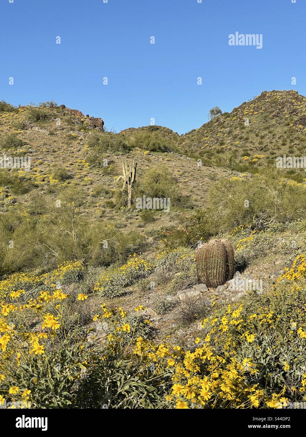 Réserve de montagnes de Phoenix au printemps, buissons fragiles bordent des pentes rocheuses, jaune brillant parmi les rochers déchiquetés, fleurs sauvages, désert de Sonoran, ciel bleu vif, saguaro, Barrel cactus, Arizona Banque D'Images