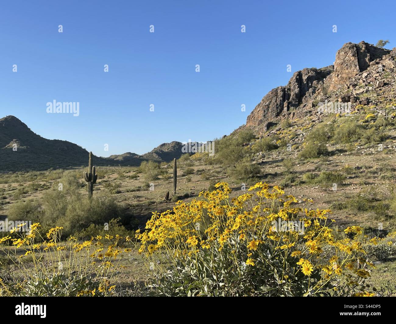 Réserve de montagnes de Phoenix au printemps, buissons fragiles bordent des pentes rocheuses, jaune brillant parmi les rochers déchiquetés, fleurs sauvages, désert de Sonoran, ciel bleu vif, saguaro, Arizona Banque D'Images