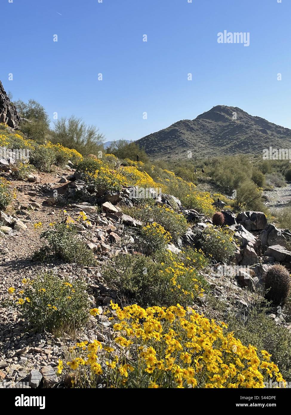 Réserve des montagnes de Phoenix au printemps, sentier de la ligne des fleurs des broussailles jaune vif, fleurs sauvages jaunes borgnes pentes rocheuses, ciel bleu vif, désert de Sonoran, Arizona Banque D'Images