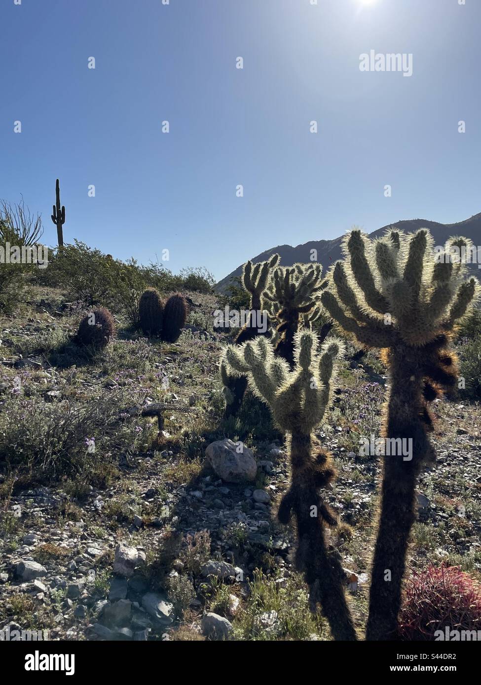 Cactus de la corolle épineuse rétro-éclairée, Saguaro sentinelle sur la crête, cactus à canon, désert de Sonoran, réserve des montagnes de Phoenix, Arizona Banque D'Images