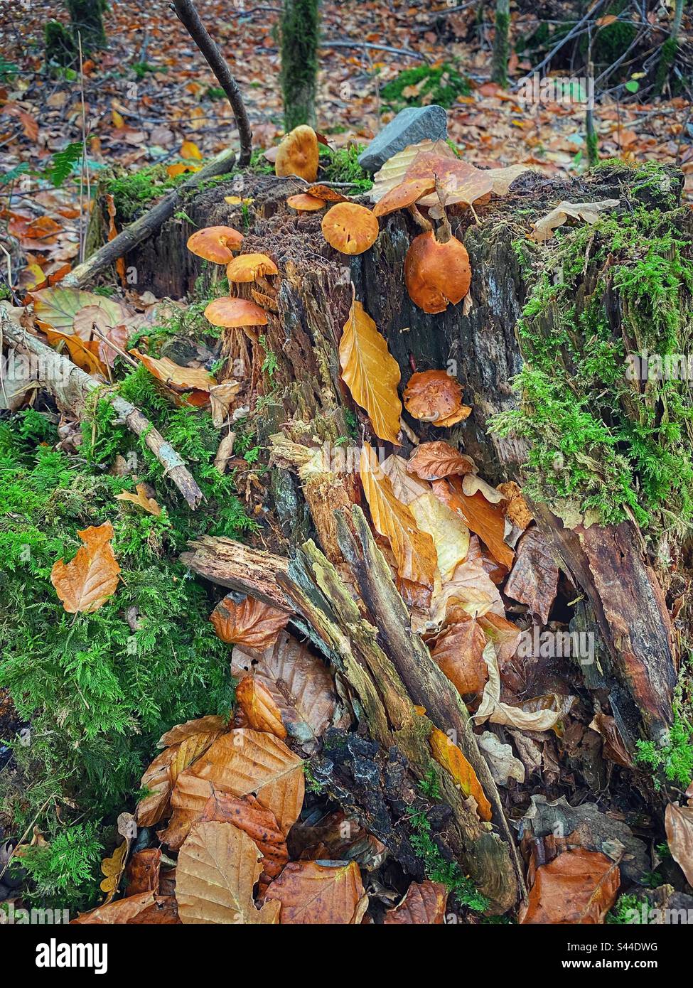 Champignons, mousse et feuilles d'automne tombées sur une souche dans une forêt dans le sud de Munich, Allemagne. Banque D'Images