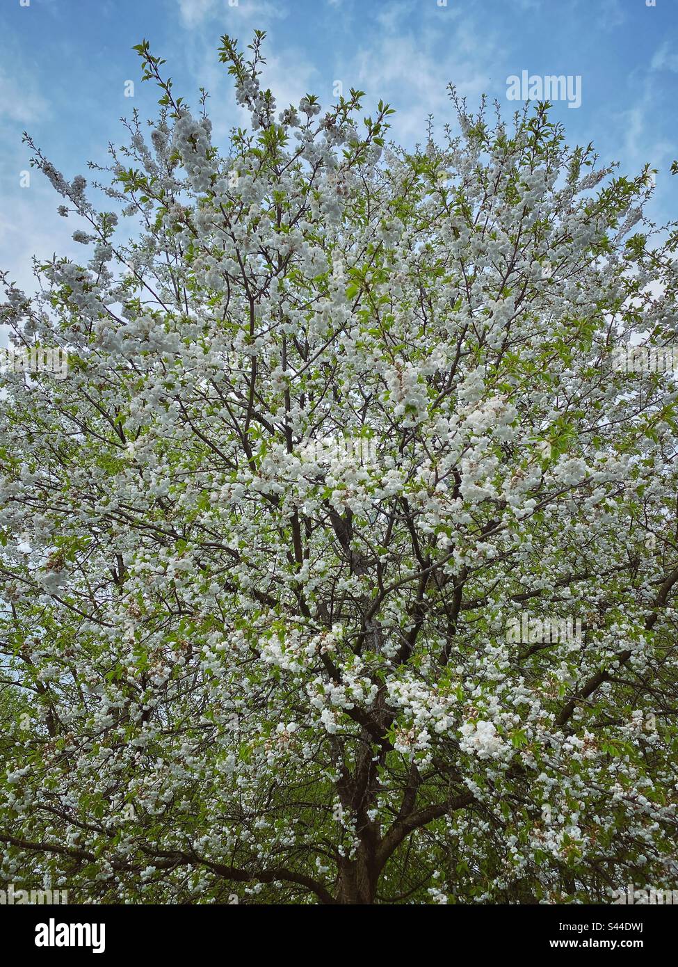 Grand arbre fleuri avec de nombreuses fleurs blanches à Munich, Allemagne. - Image de stock capturée avec un smartphone