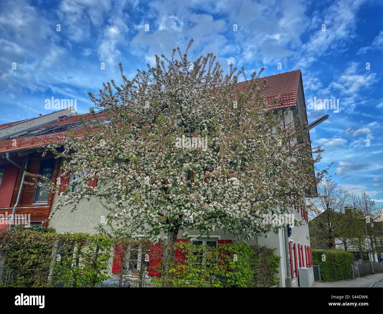 Grand arbre fleuri avec beaucoup de fleurs blanches devant une maison avec tuiles rouges de toit et des stores de fenêtre à Munich, Allemagne. - Image de stock capturée avec un smartphone