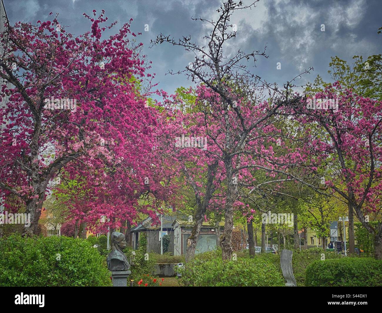 Cerisiers fleuris de différentes nuances de rose vif dans un quartier résidentiel du sud de Munich, en Allemagne. Banque D'Images