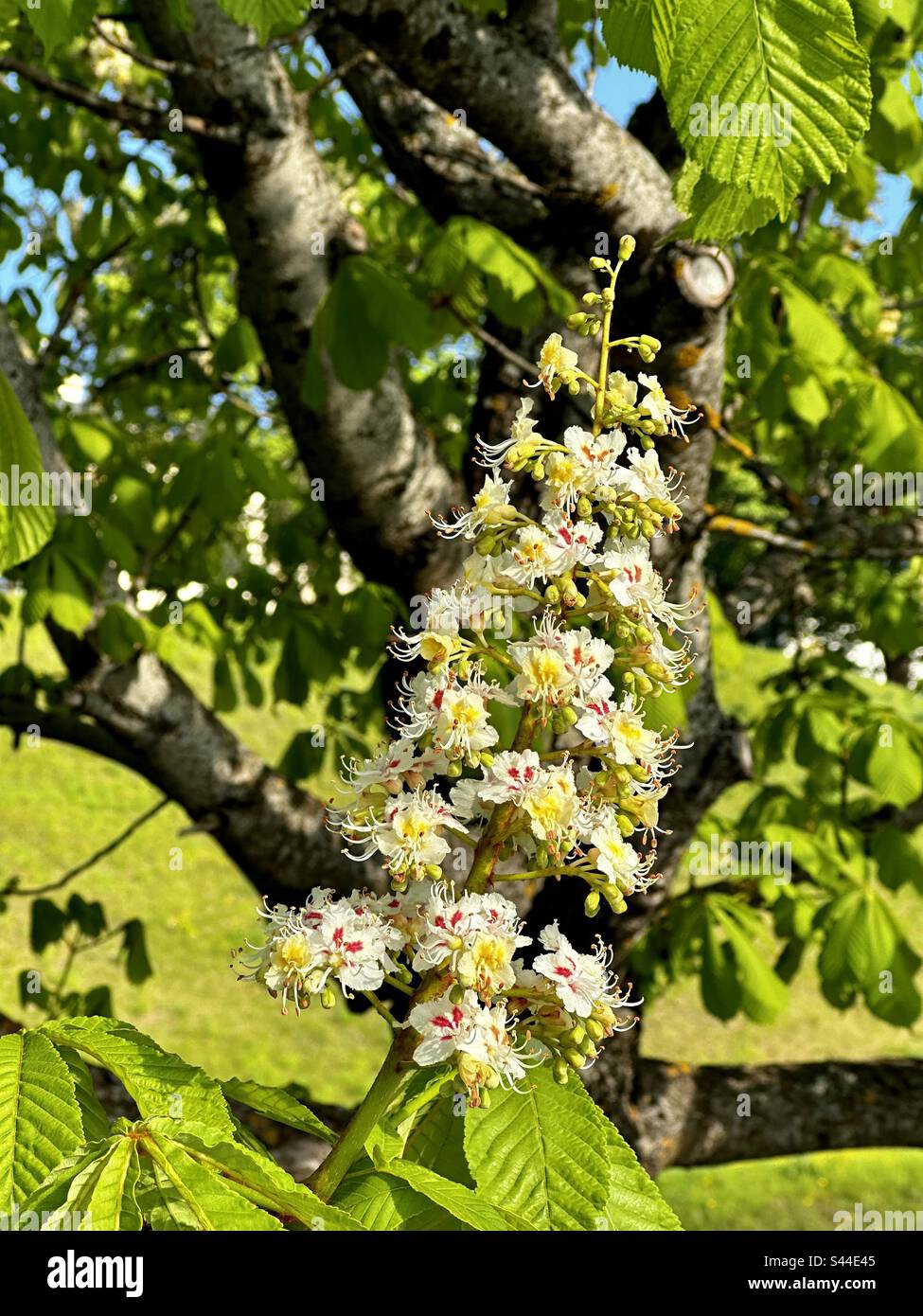 Aesculus hippocastanum, marronnier en fleurs arbre Banque D'Images