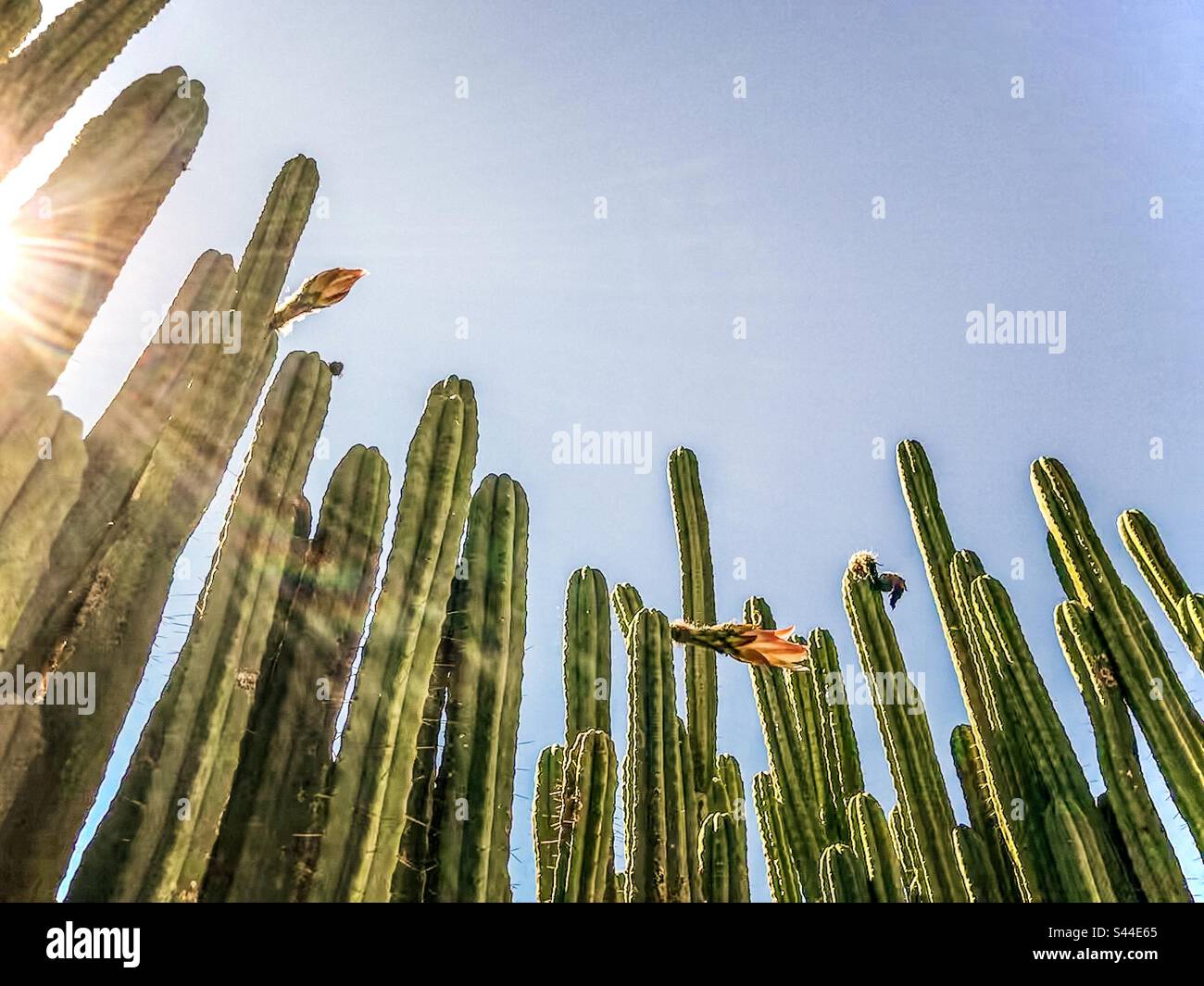 Vue à faible angle de nombreuses grandes tiges de cactus poussant vers le haut contre le ciel bleu avec des rayons de soleil et des reflets de lentille. Cactus fleuris. Banque D'Images