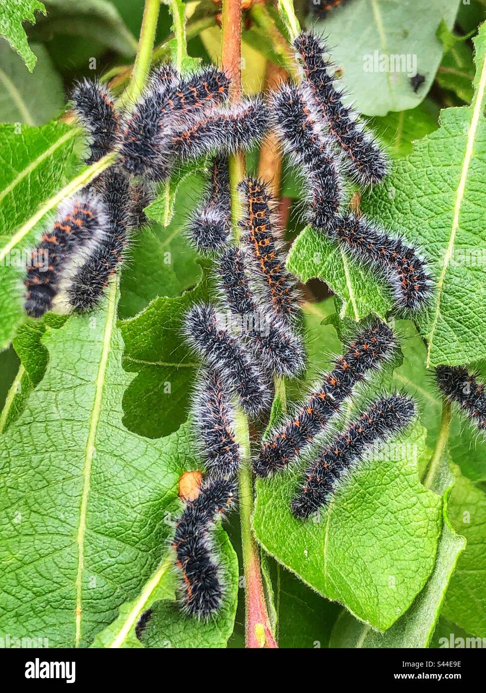 Le groupe de larves de l'empereur (Saturnia pavonia) se nourrissant de feuilles de Laurier. Le seul papillon de soie trouvé dans tout le Royaume-Uni. Première étape de l'Insta avant de passer au vert final Banque D'Images