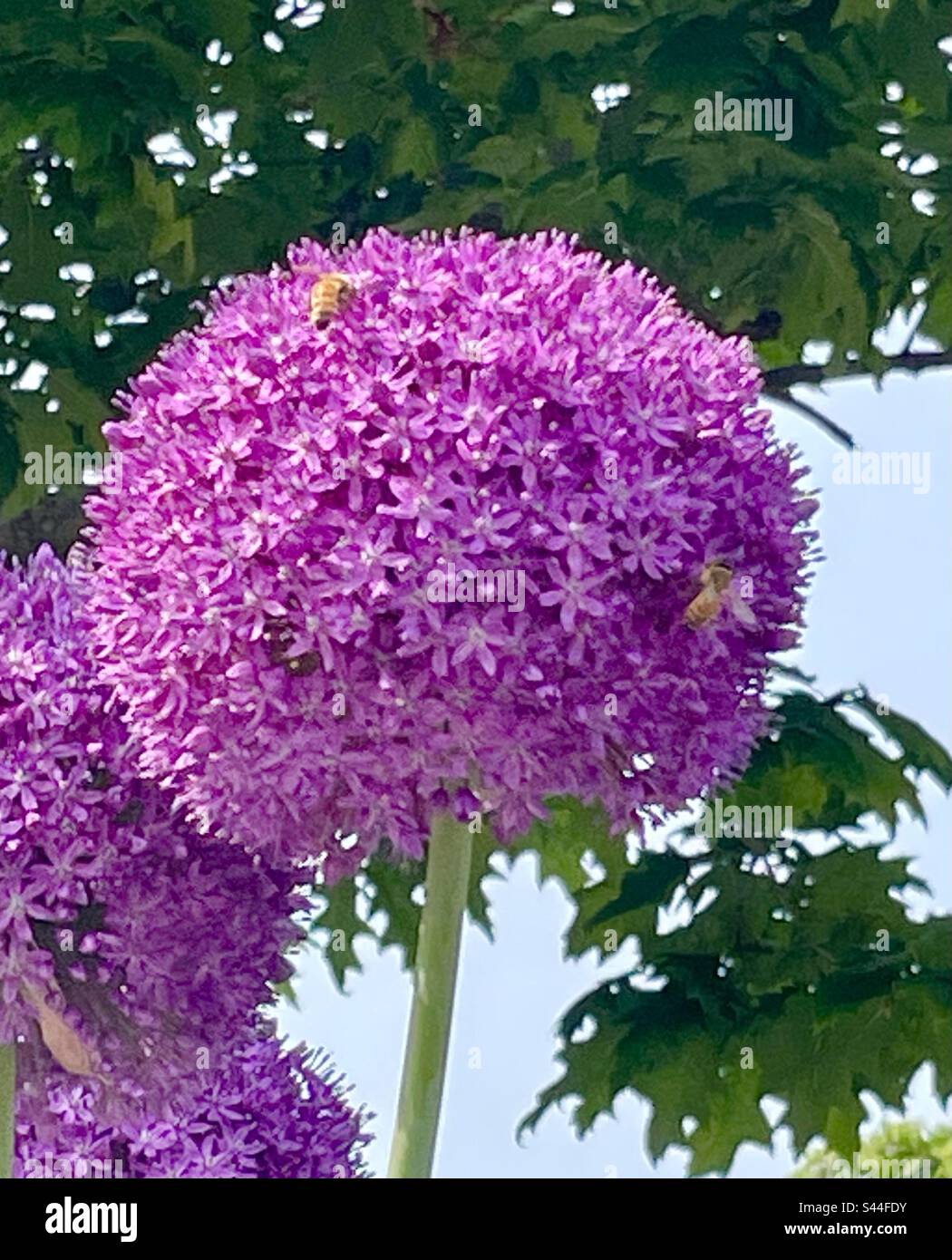 Abeilles sur fleur pourpre - Image de stock capturée avec un smartphone