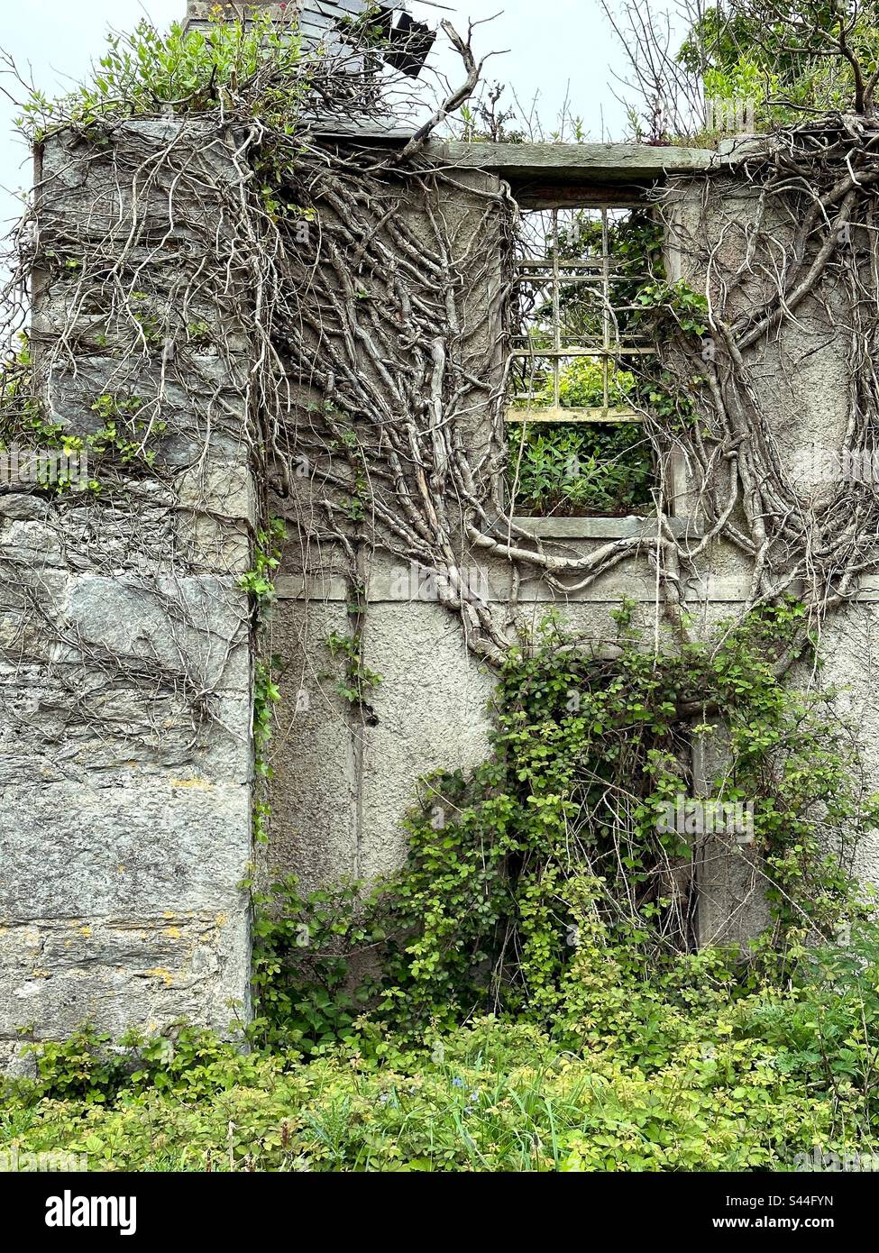 Ruines d'un ancien bâtiment sur l'île de Spike à Cobh, en Irlande. Banque D'Images