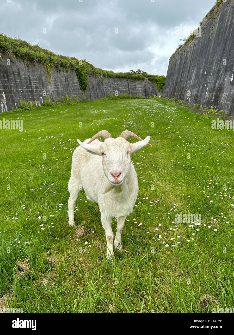 Une chèvre sur l'île de Spike à Cobh, en Irlande. Banque D'Images