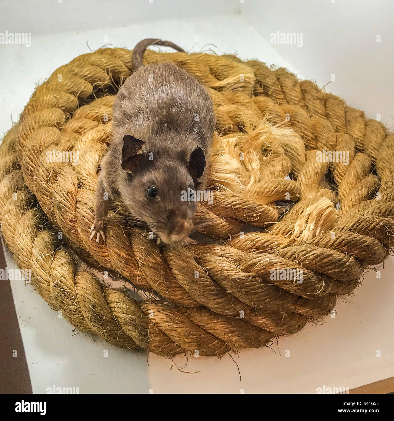 Modèle d'un rat sauvage Banque D'Images