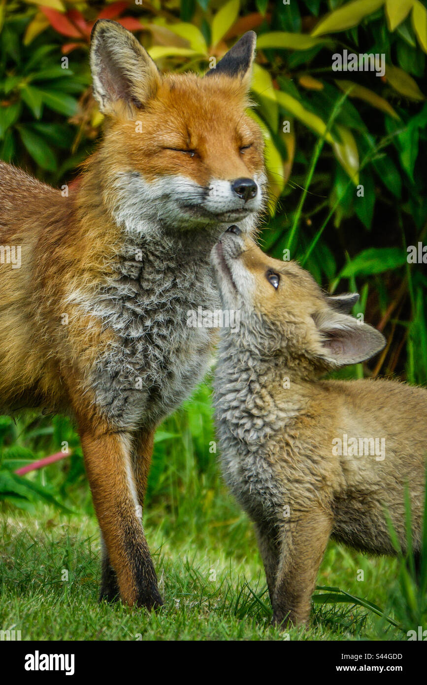 Renard urbain - Un vixen et son renard jouent dans un jardin de banlieue à Clarkston, en Écosse Banque D'Images