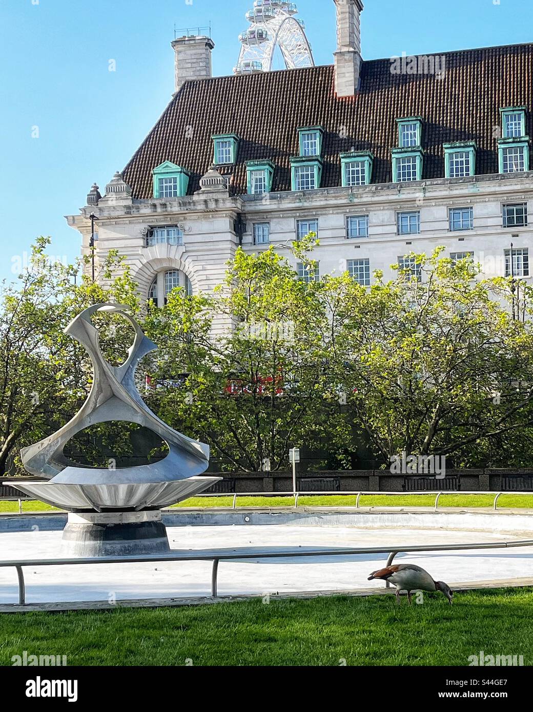 Jardin de la fontaine Gabo à l'hôpital St Thomas avec des oies se nourrissant sur l'herbe. County Hall en arrière-plan avec le London Eye ou la roue du millénaire. Londres, rive sud. - Image de stock capturée avec un smartphone