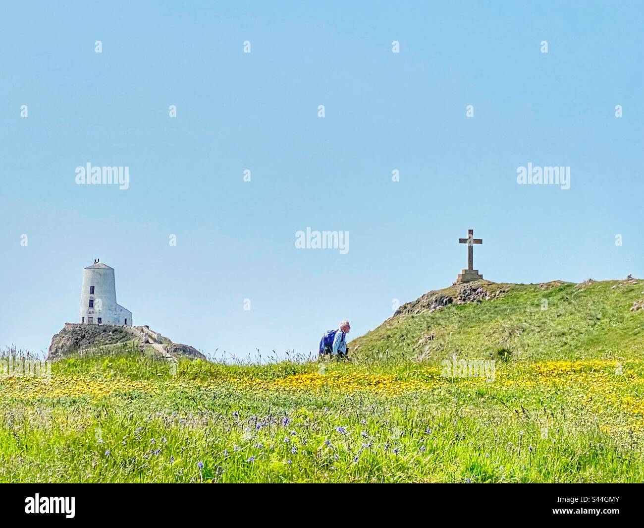 Marcheurs dans les fleurs sauvages sur l'île de Llandwyn, Newborough, Anglesey, au nord du pays de Galles - Image de stock capturée avec un smartphone