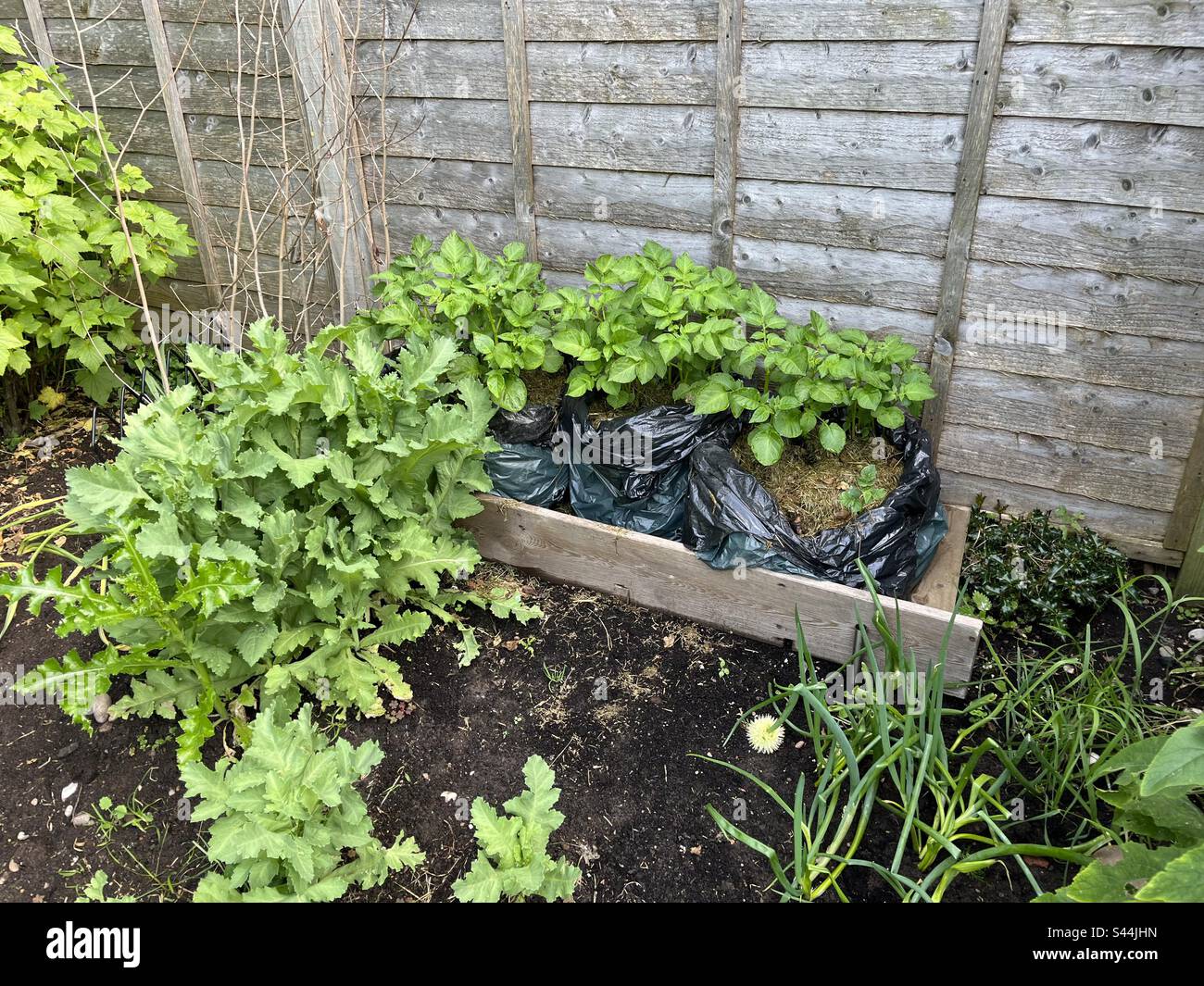 Culture de pommes de terre dans des récipients sur le dessus du lit surélevé dans le jardin. Les sacs ont des trous dans le fond pour les racines de pomme de terre pour atteindre le riche compost de la parcelle végétale. Banque D'Images