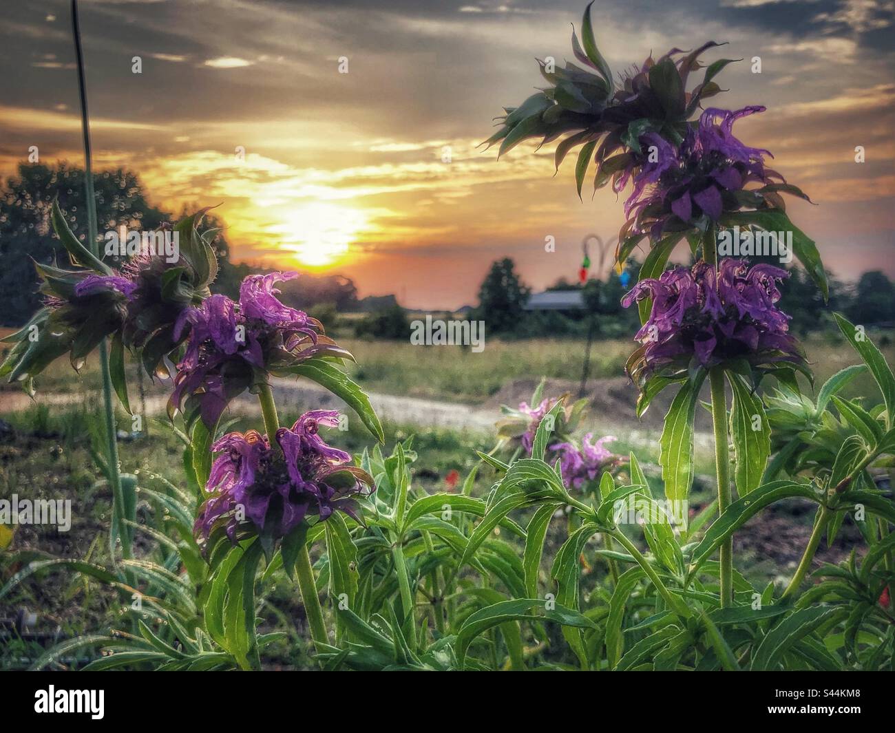 Baume aux abeilles citronnelles au coucher du soleil - Image de stock capturée avec un smartphone