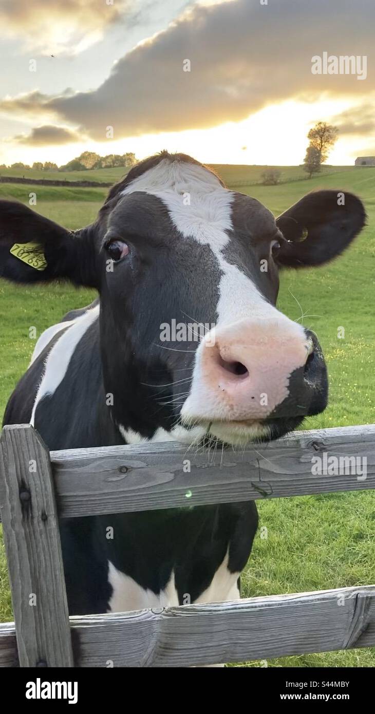 Sympathique vache dans un champ de fermiers Banque D'Images