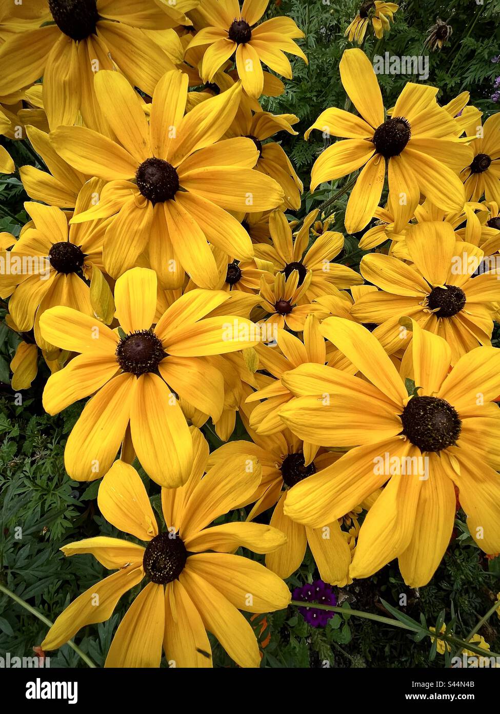 Gros plan d'un lit de fleurs jaunes. Photo prise en France en août 2022 Banque D'Images