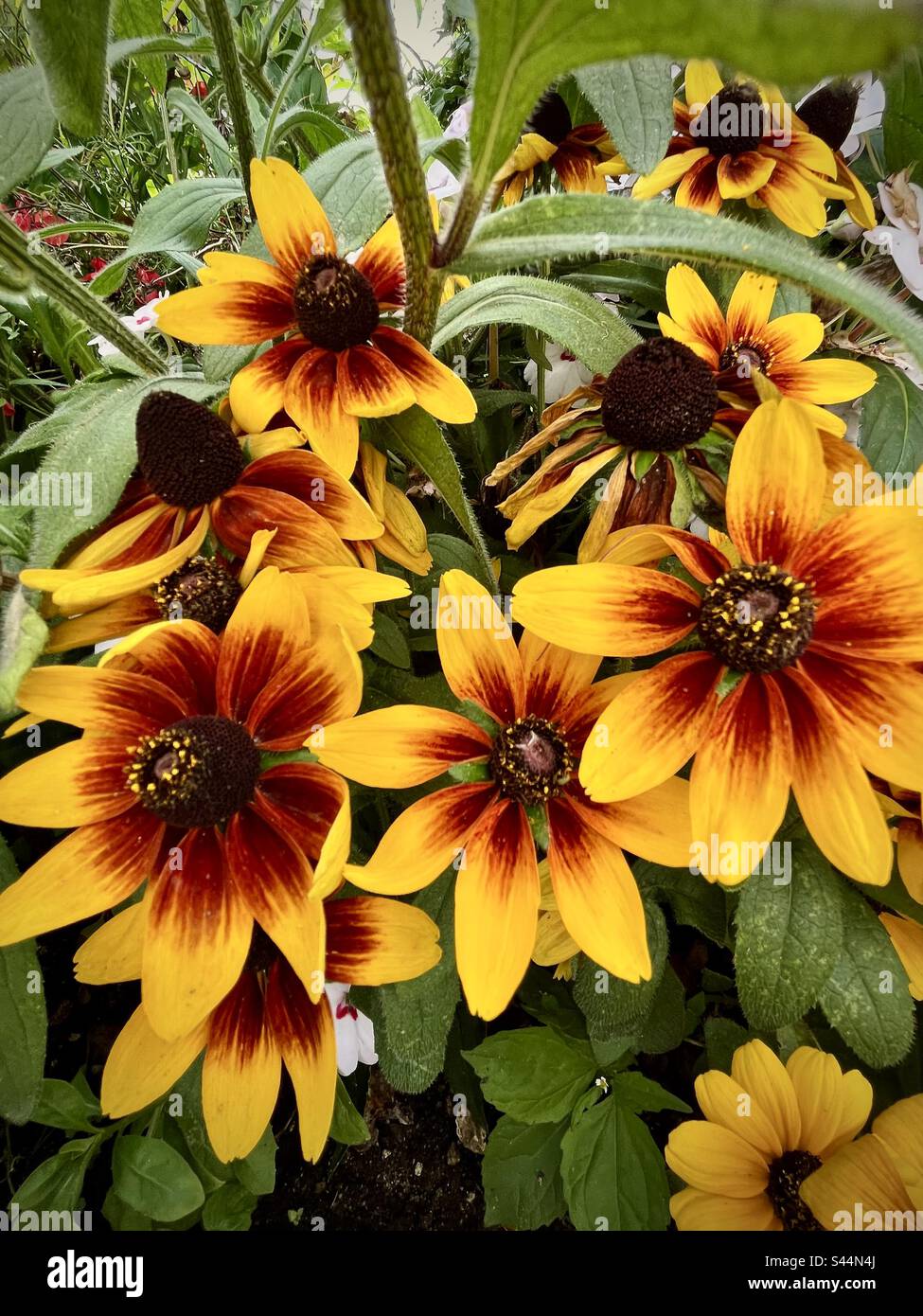 Gros plan de petites fleurs jaunes et rouges. Photo prise en France en août 2022 Banque D'Images