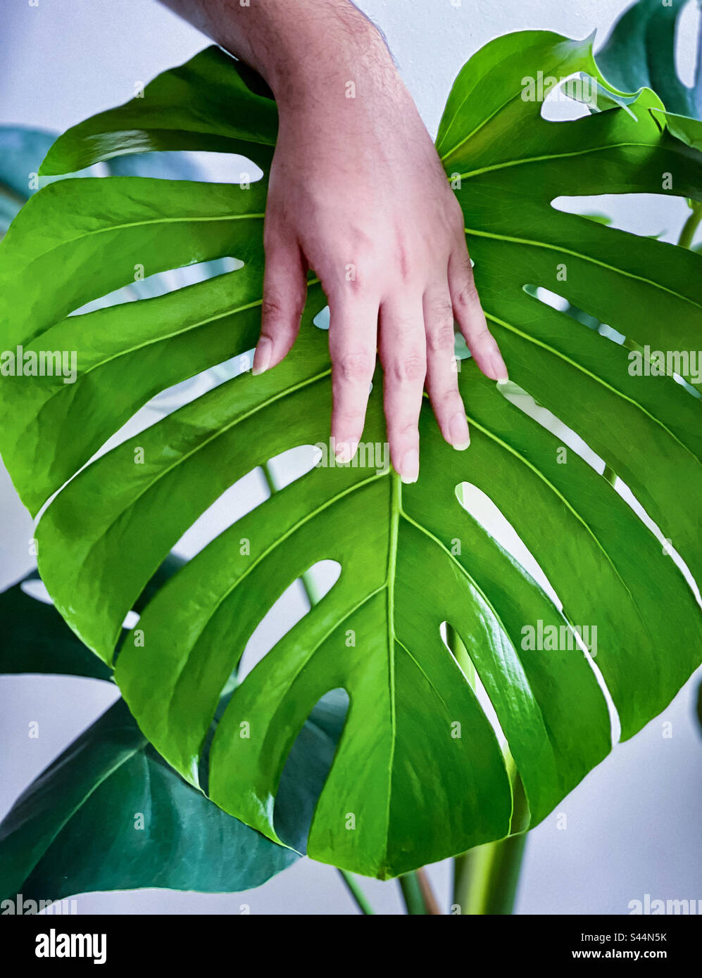 Gros plan de la main humaine touchant la feuille nouvellement déballé de Monstera deliciosa plante intérieure. Banque D'Images