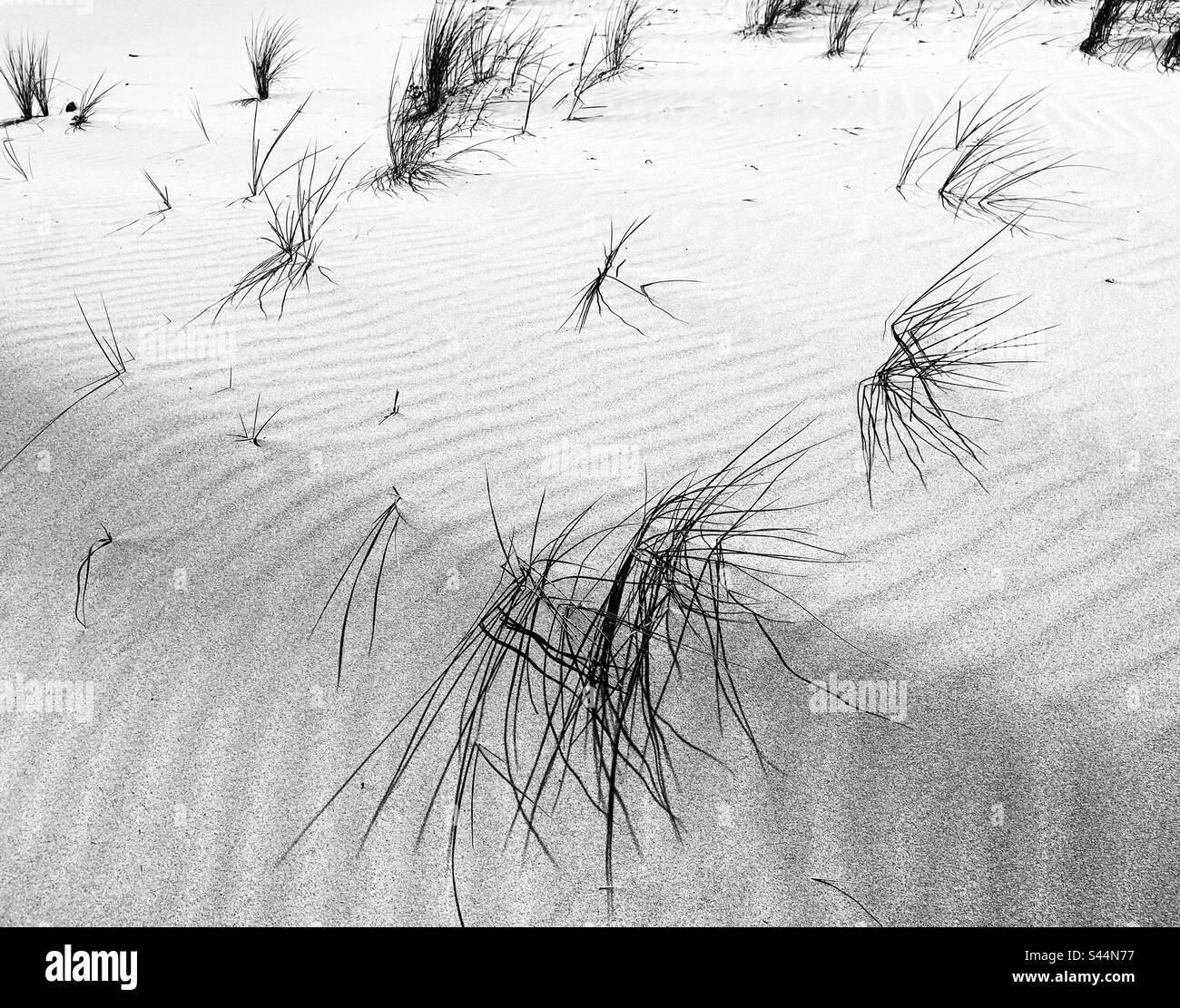 Herbe de maram dans les dunes de sable Banque D'Images