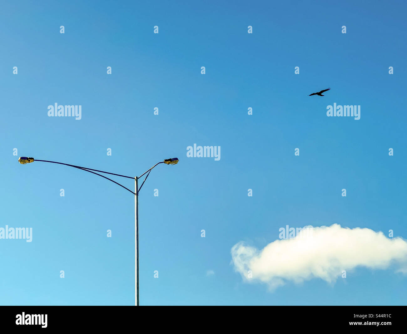 Vue à angle bas d'un oiseau volant au-dessus d'un seul nuage blanc et d'une lumière de rue dans un ciel bleu clair. Copier l'espace. Conceptuel. Surpassera-t-il tout. Liberté. - Image de stock capturée avec un smartphone