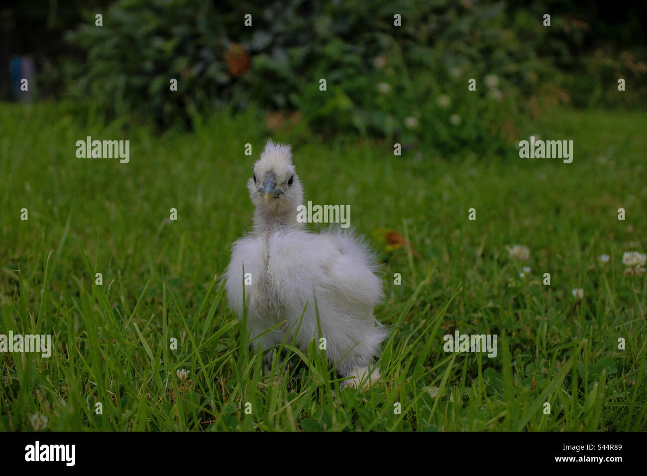 Poulet Silkie pour bébé Banque D'Images