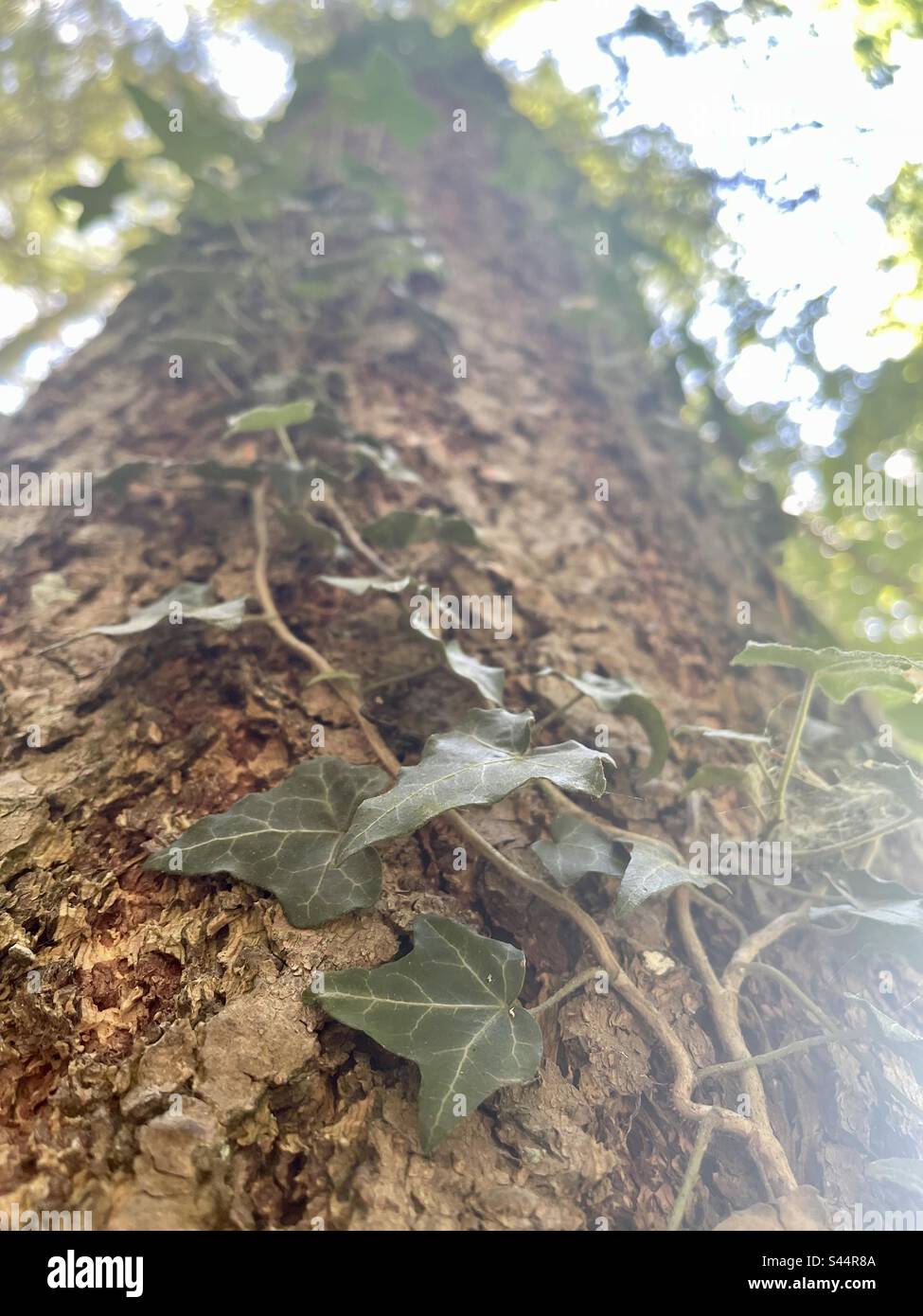 Klimop dans un arbre haut, pris de bas en dessous. Banque D'Images