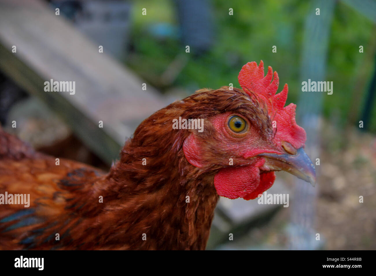 Baby rooster Banque de photographies et d'images à haute résolution - Alamy
