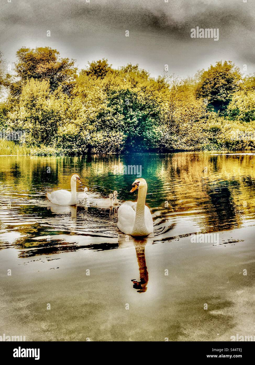 Swans sur le Wensum, Norfolk Banque D'Images