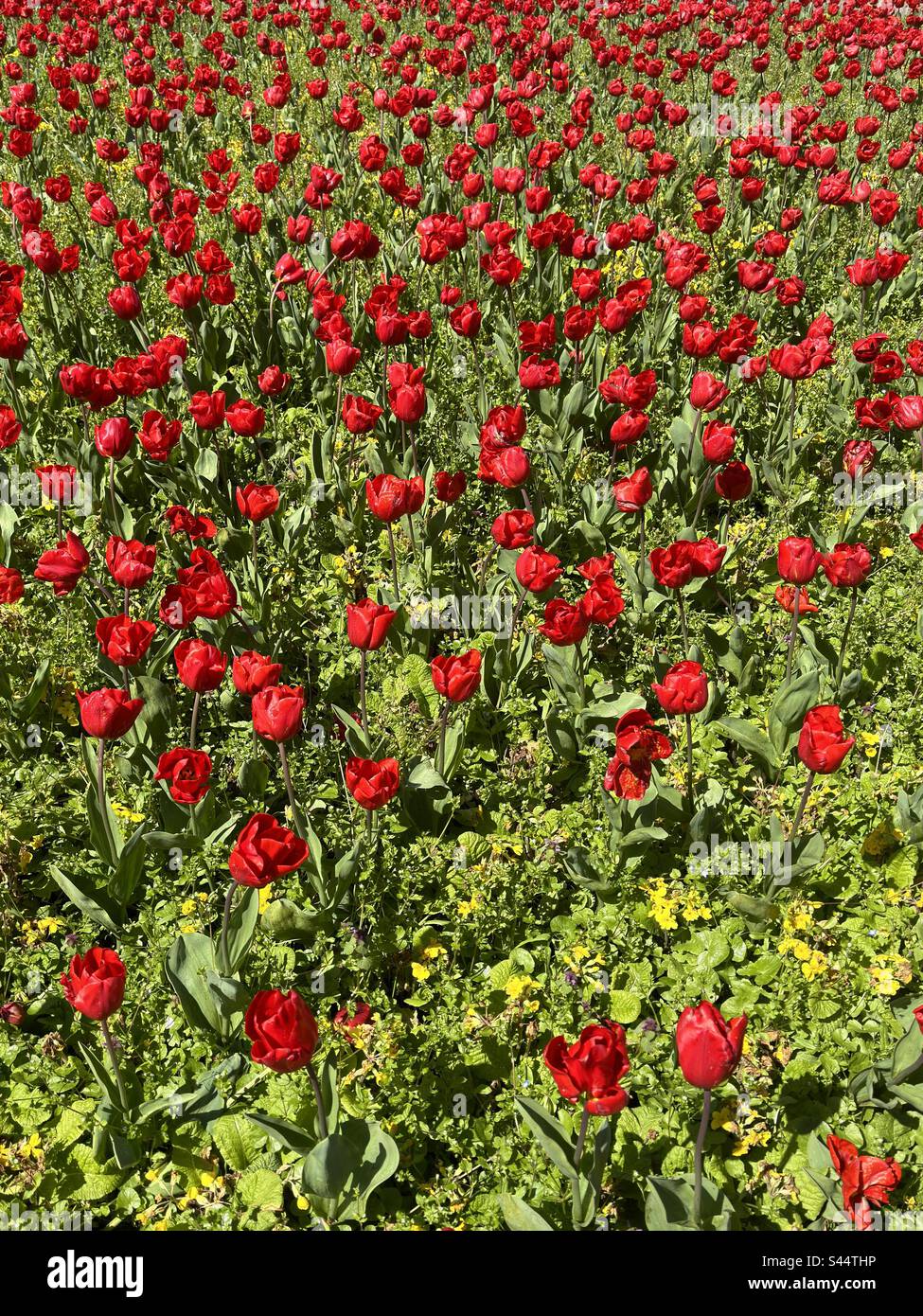 Champ de tulipes rouges en fleur. Banque D'Images
